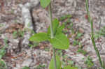 Dogtongue buckwheat